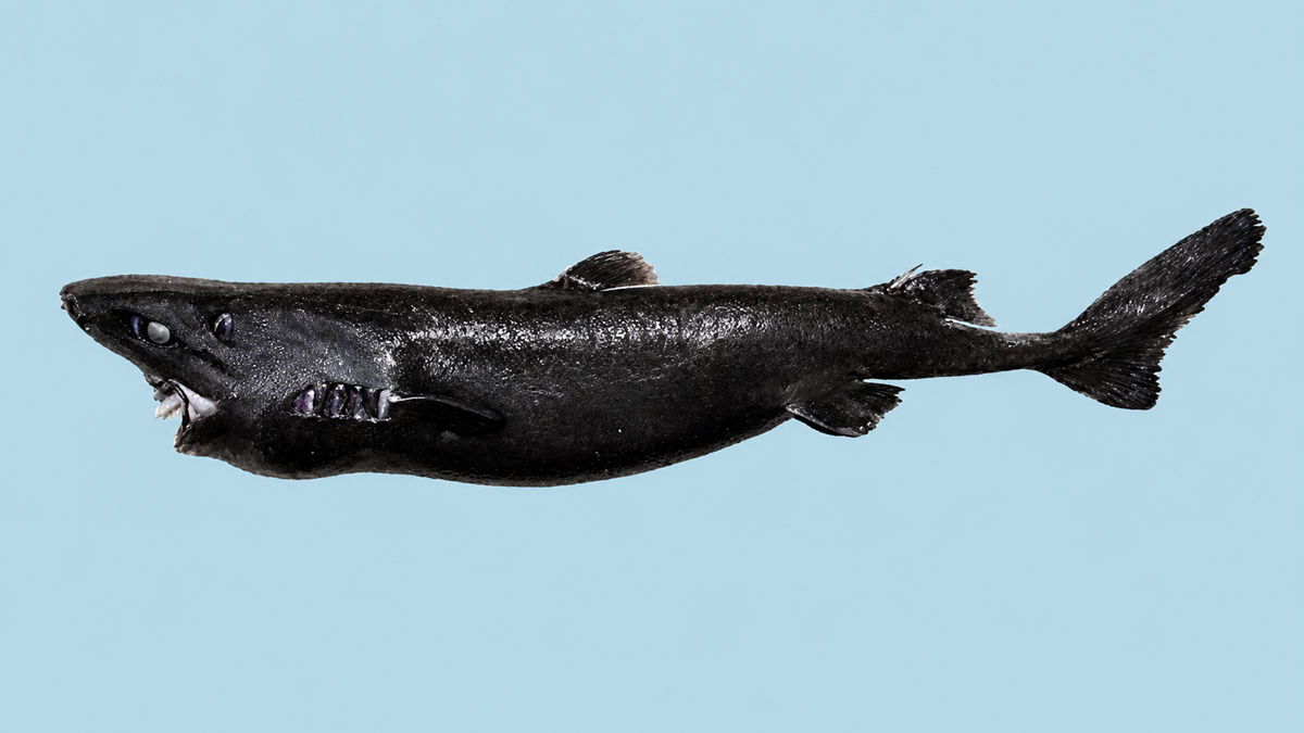 A deep-sea black shark with rough skin, sharp teeth, and large eyes, displayed on a plain light blue background.