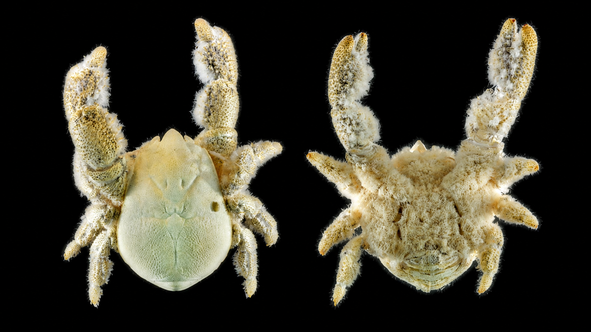 Two fuzzy, beige crabs are shown on a black background, one facing forward and the other with its back exposed, displaying their textured claws and bodies covered in hair-like structures.