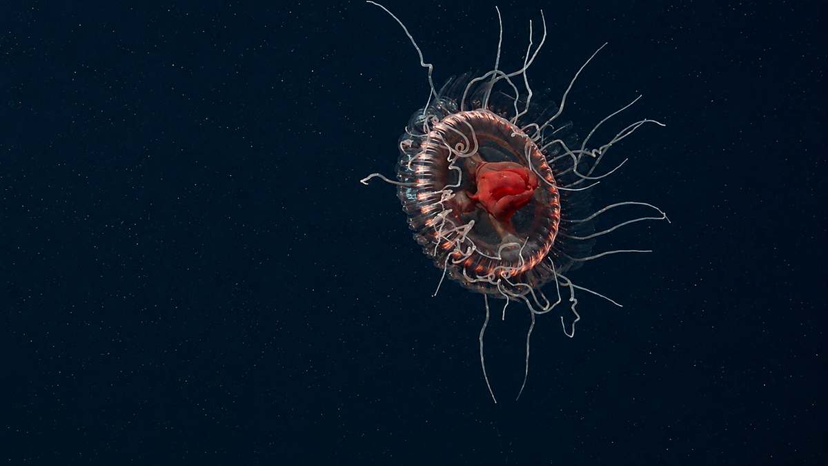 A translucent jellyfish with a bright red center floats against a dark, speckled background, showing its delicate tentacles and circular body.