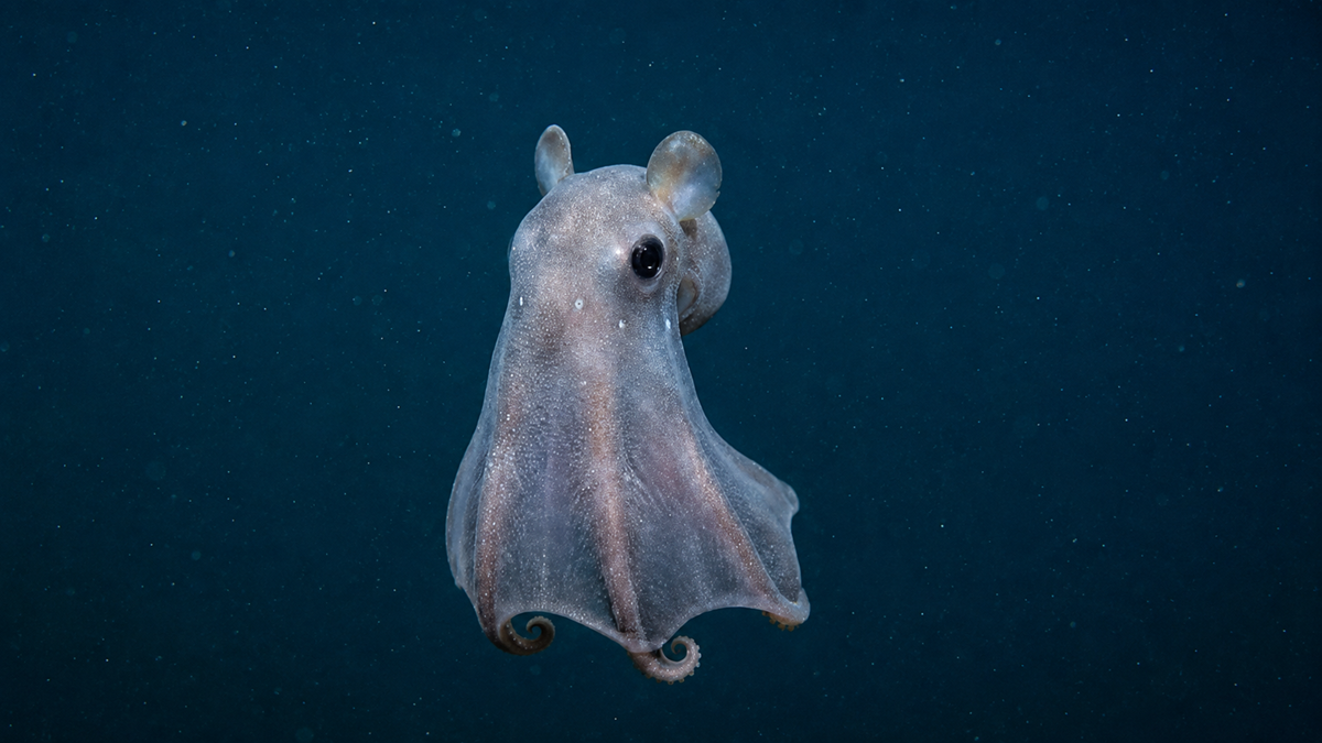 A small, translucent octopus with ear-like fins hovers in deep blue water, its body resembling a ghostly cloak.