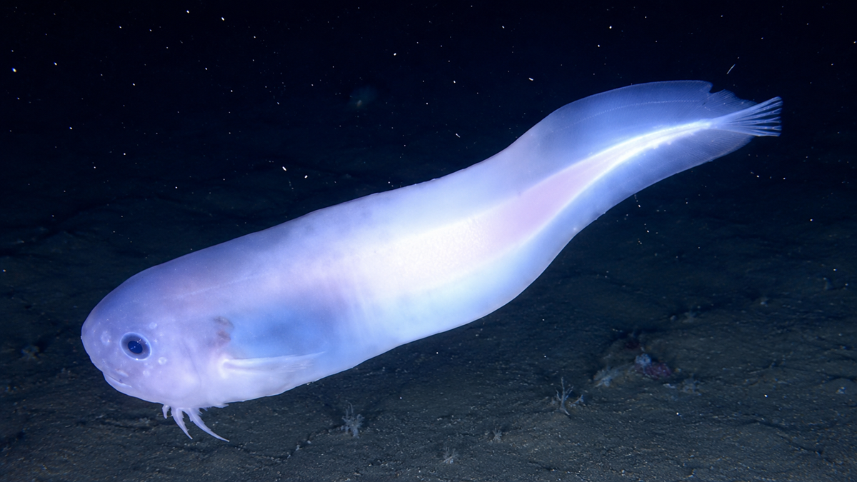 A translucent, pale pink snailfish swims above the dark, rocky seafloor in deep ocean waters. The fish has a rounded head, faint fins, and a long, tapering body.