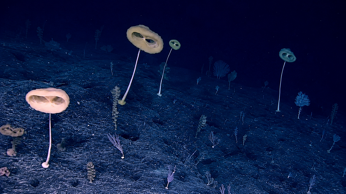 Yellow deep-sea sponges with round shapes and openings sit on long stalks on the ocean floor, surrounded by various smaller marine life on a dark, rocky seabed.