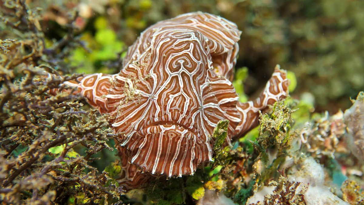 A psychedelic frogfish with wavy brown and white stripes blends into a coral reef, surrounded by green and brown marine plants.