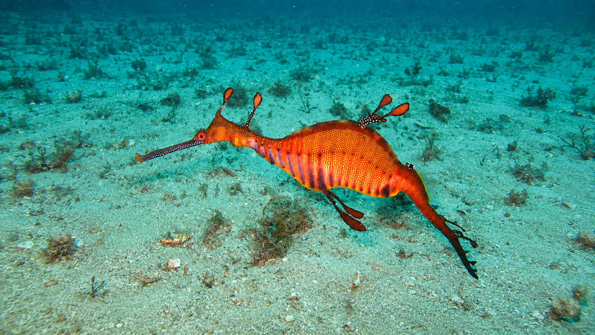 A brightly colored weedy sea dragon with orange, yellow, and purple hues swims close to the sandy ocean floor, surrounded by sparse marine plants.