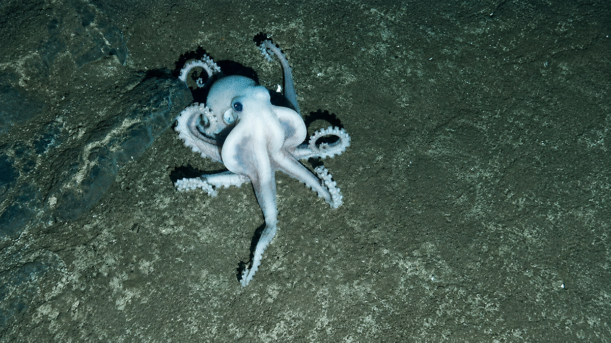 A white octopus with curled tentacles rests on the ocean floor near a rocky surface, surrounded by dark sand and dim underwater light.