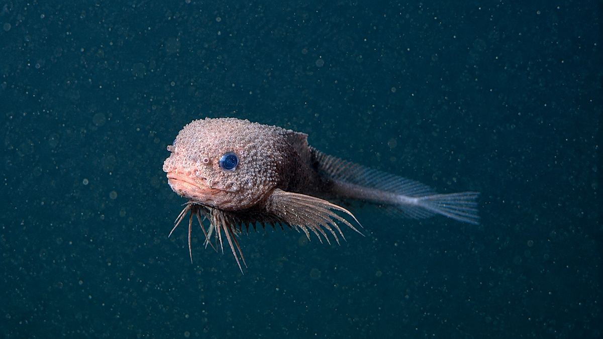 A deep-sea fish with a round, bumpy head, large blue eyes, and spiky fins swims in dark, murky water, surrounded by small particles.