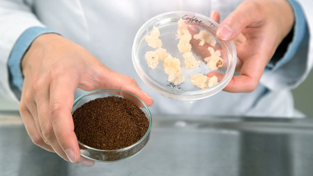 A person in a lab coat holds a petri dish with white cell clusters in one hand and a glass dish with ground coffee in the other, suggesting scientific research related to coffee.