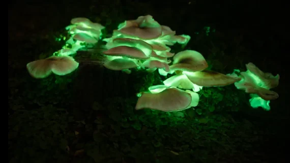 interesting-facts-about-mushrooms