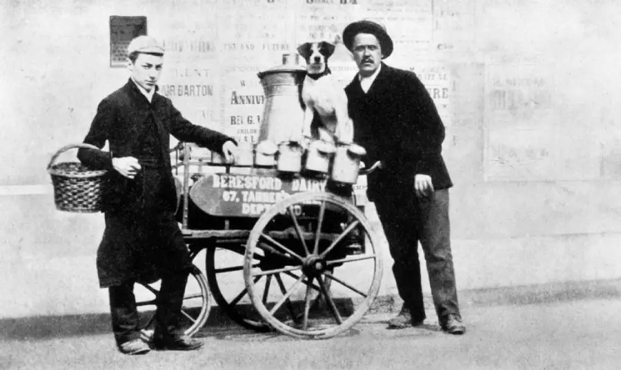 Two men stand beside a milk cart with a dog sitting on top among milk cans, in front of a wall with faded posters. One man holds a basket while the other rests his hand on the cart.