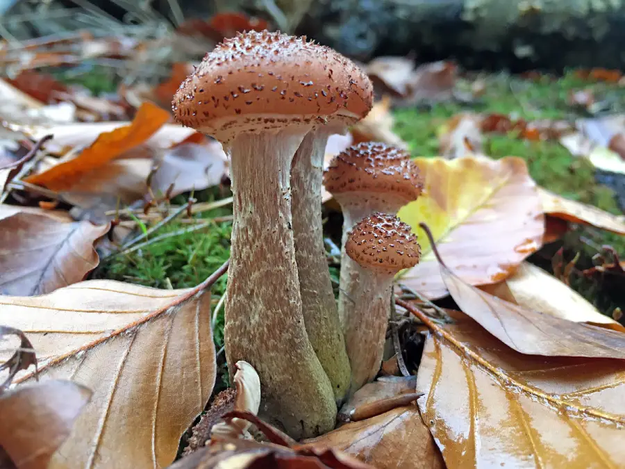 Three brown mushrooms with textured caps grow closely together among fallen autumn leaves and green moss on the forest floor.