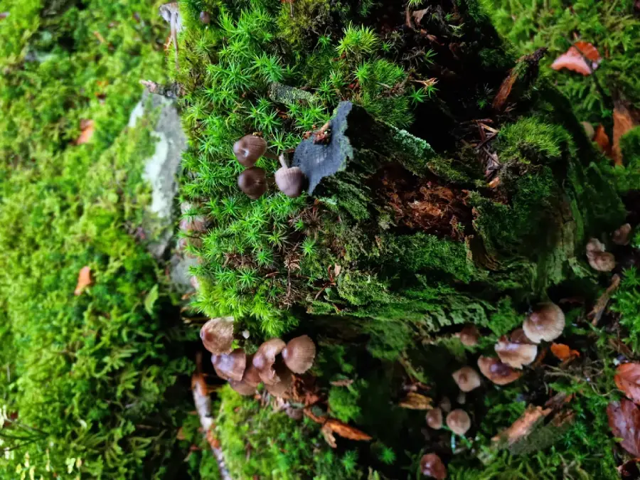 Small brown mushrooms grow among lush green moss on a decaying log in a forest setting. The scene is vibrant with various shades of green and earthy textures, evoking a natural, woodland environment.