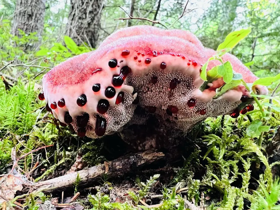 A close-up of a bleeding tooth fungus, with red, blood-like droplets on its pink, spongy cap, surrounded by green moss and forest vegetation.