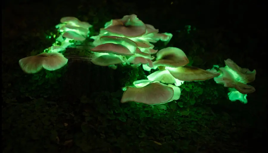 Bioluminescent mushrooms glow with a green light, growing on a dark tree stump surrounded by foliage at night.