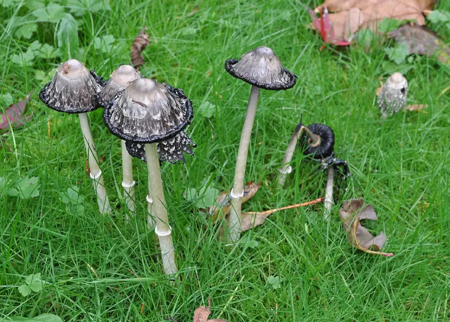 Tall mushrooms with long, thin stems and conical caps, some blackened at the edges, grow in a small cluster on a patch of green grass with fallen leaves around them.