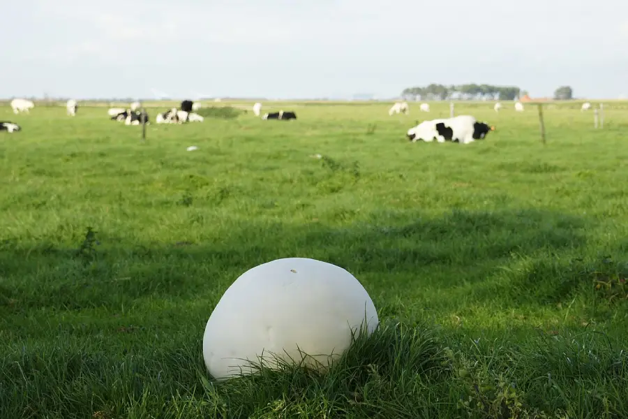 A large white puffball mushroom sits in green grass with black and white cows grazing and lying down in a distant pasture under a bright sky.
