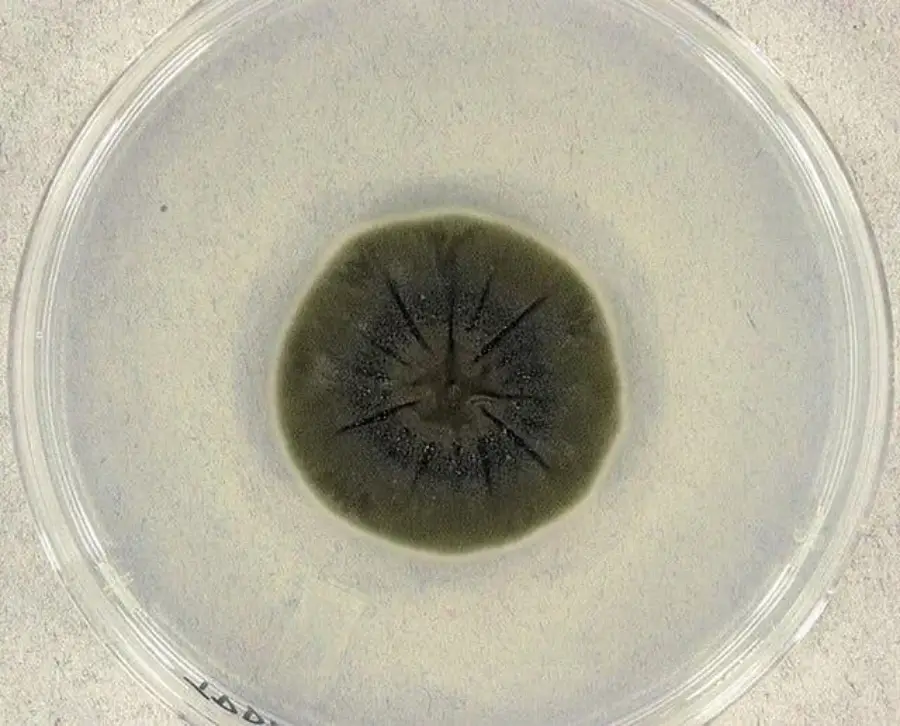 A round petri dish containing a dark, circular mold colony with radiating lines from the center, placed on a light-colored surface.