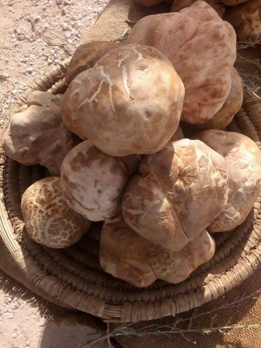 A woven basket filled with large, round, light brown desert truffles with marbled patterns on their surfaces, placed outdoors on a sandy surface.