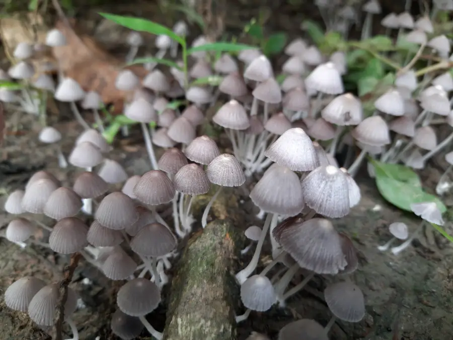 A cluster of small, pale mushrooms with thin stems grows closely together on forest ground, surrounded by leaves and greenery.