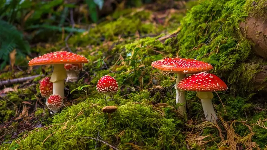 Bright red mushrooms with white spots, likely fly agaric, grow among green moss and forest floor debris. The scene is lush, with various sizes of mushrooms and a backdrop of ferns and foliage.