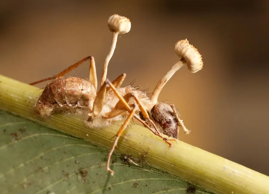 A dead insect clings to a green plant stem, with two fungi stalks emerging from its body, illustrating a parasitic fungal infection.