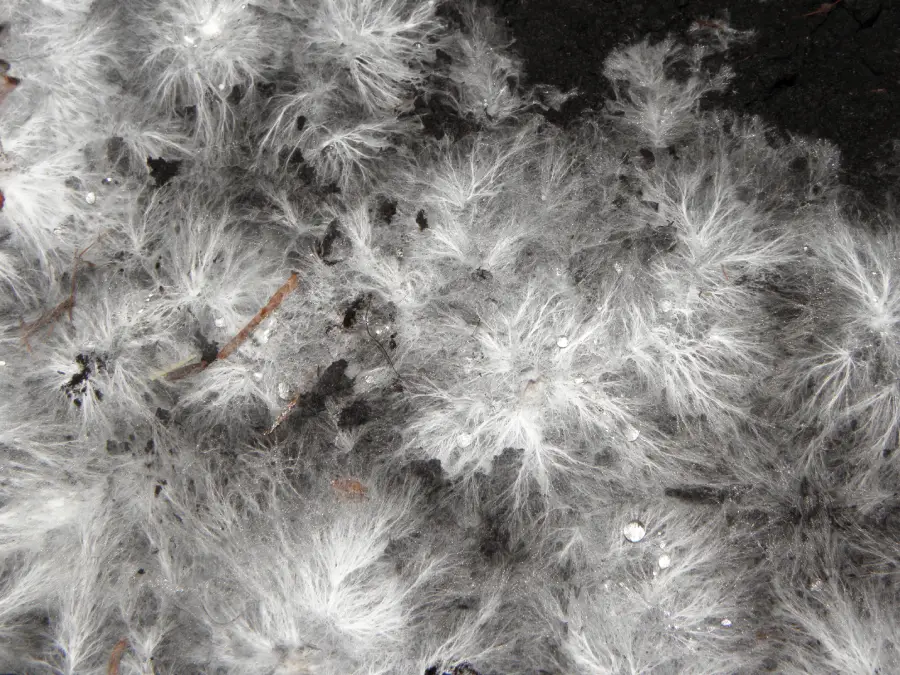 White, fluffy mold clusters spread across a dark, damp surface, resembling delicate tufts or cotton. Small bits of debris and soil are visible among the moldy patches.
