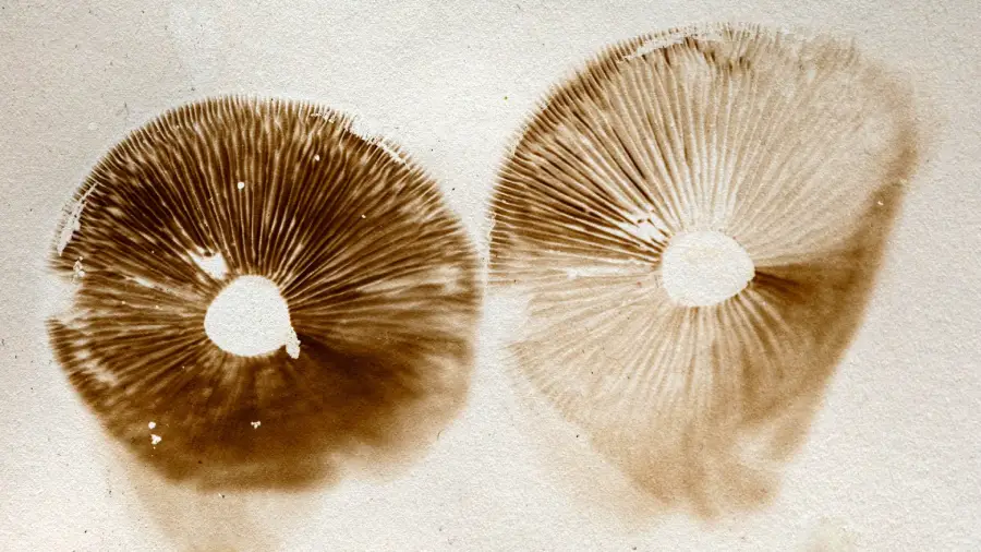 Two brown mushroom spore prints on white paper, showing detailed gill patterns radiating from circular centers, resembling sunbursts or flower shapes.