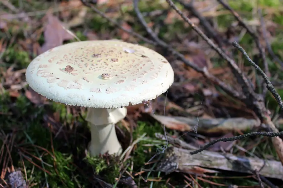 A pale, speckled mushroom grows among moss, pine needles, and twigs on a forest floor in natural sunlight.
