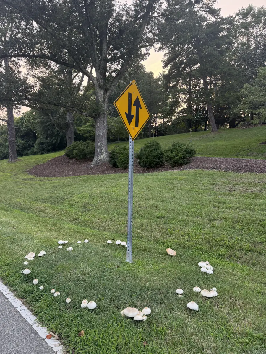 A yellow two-way traffic sign stands on a grassy area surrounded by a ring of white mushrooms, with trees and shrubs in the background.