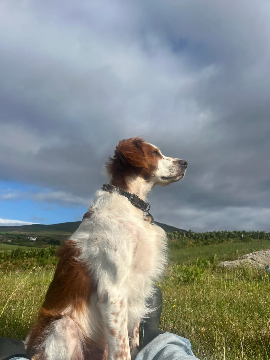 A brown and white dog sits on grass in a field under a cloudy sky, looking into the distance. Hills and trees are visible in the background.