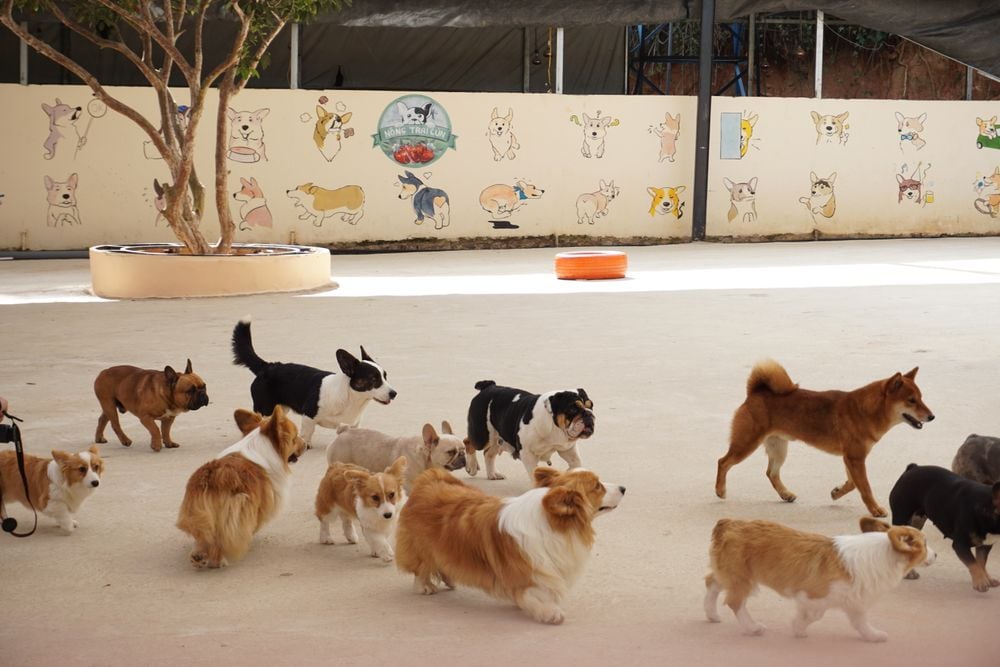 A group of dogs of various breeds walk and play in a spacious, sunny yard with a mural of cartoon dogs on the wall in the background.