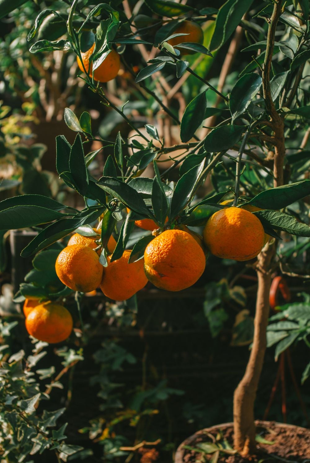 A small tree with several ripe, orange tangerines hanging from its branches among green leaves in sunlight.