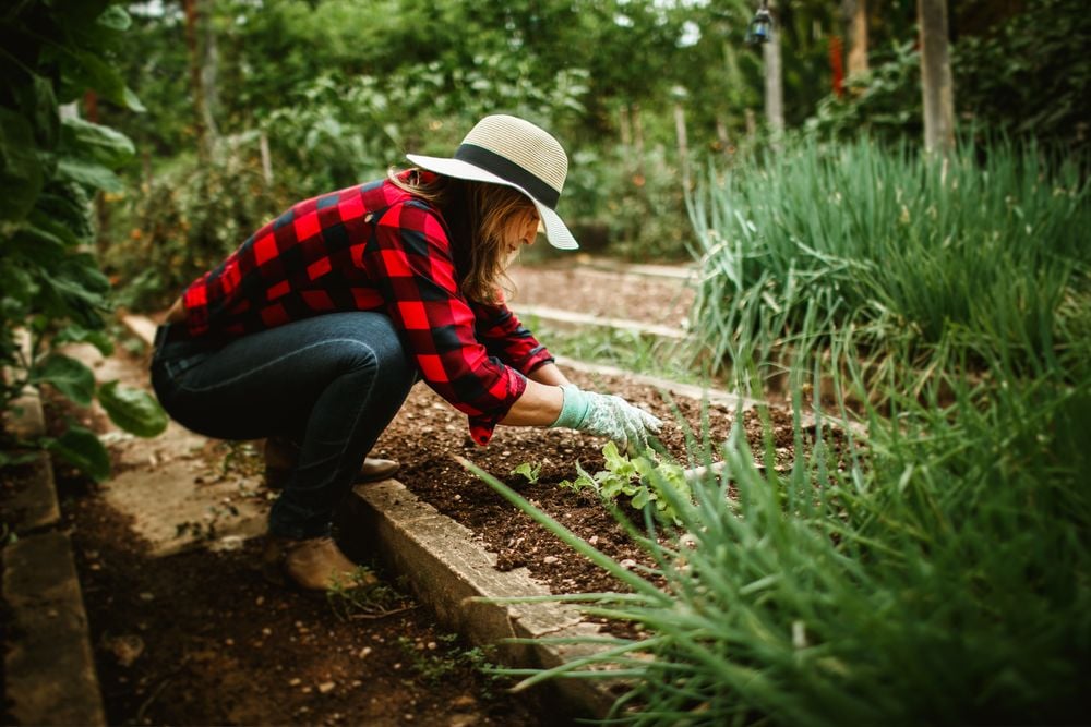 A person in a straw hat and red plaid shirt crouches in a garden bed, tending to plants. Greenery surrounds them, and they work with gloved hands in the soil.