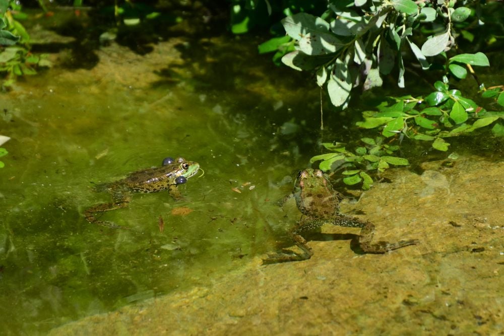 Two frogs are in a shallow pond surrounded by green plants. One frog is in the water with bubble-like sacs on its head, while the other frog is on the edge of the pond. Sunlight brightens the scene.