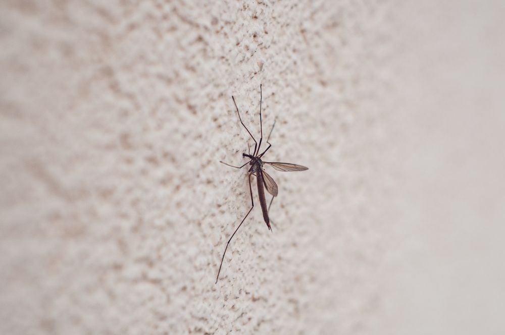 A close-up of a mosquito resting on a textured, light-colored wall.