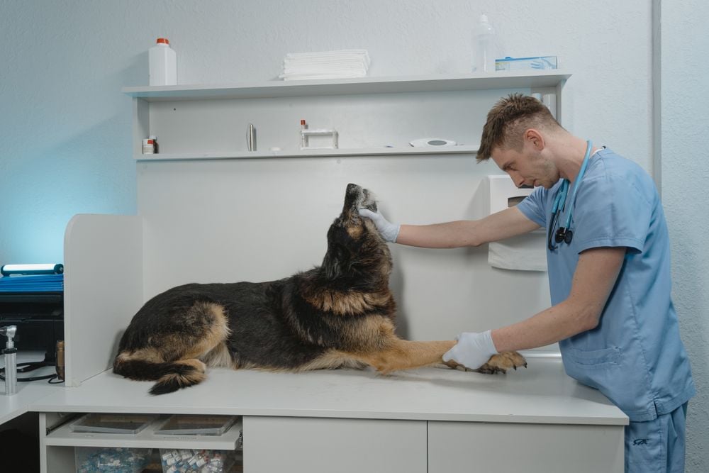 A veterinarian in blue scrubs examines a large black and brown dog lying on an exam table in a veterinary clinic.