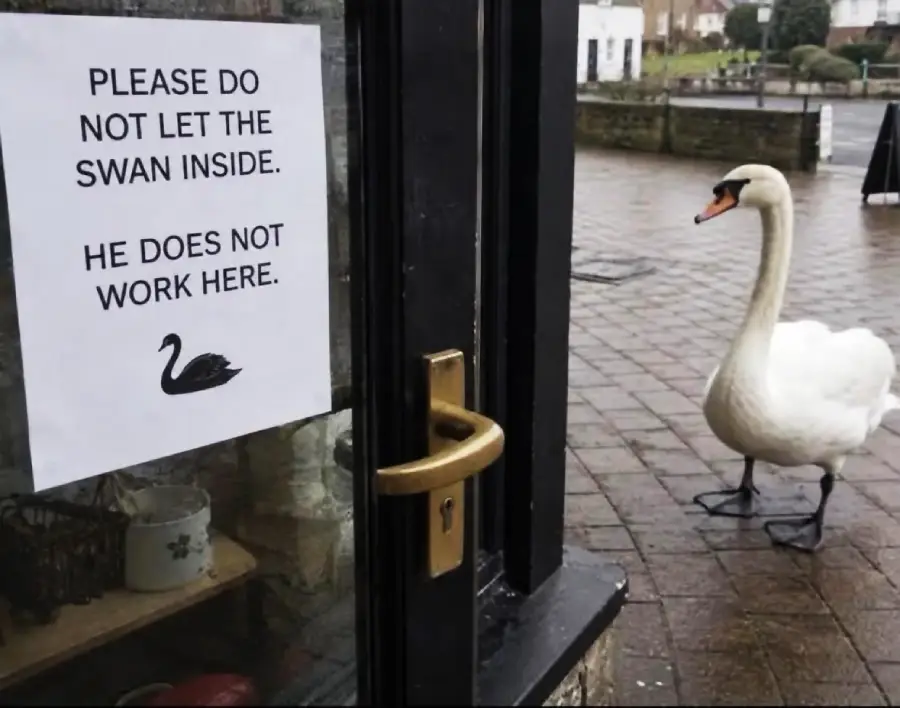 A sign on a glass door says, “Please do not let the swan inside. He does not work here.” A swan stands outside looking toward the door.