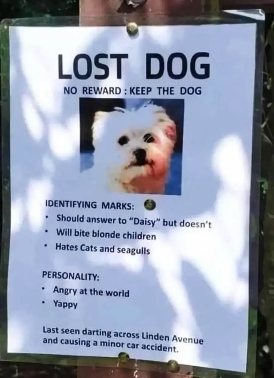 Lost dog poster with a photo of a small white fluffy dog. Text lists traits: bites blonde children, hates cats and seagulls, angry, yappy. Last seen on Linden Avenue after causing a minor car accident.
