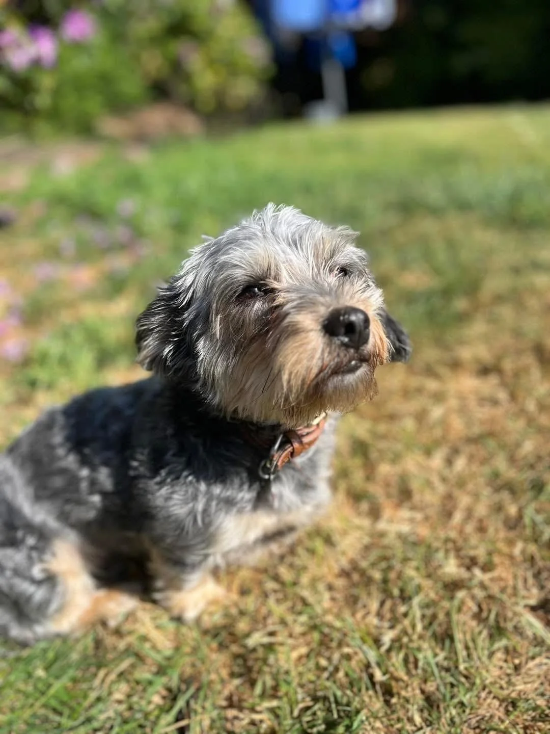 Small gray and tan dog sitting on sunlit grass, looking up with eyes partially closed. Background is blurred with greenery and flowers.