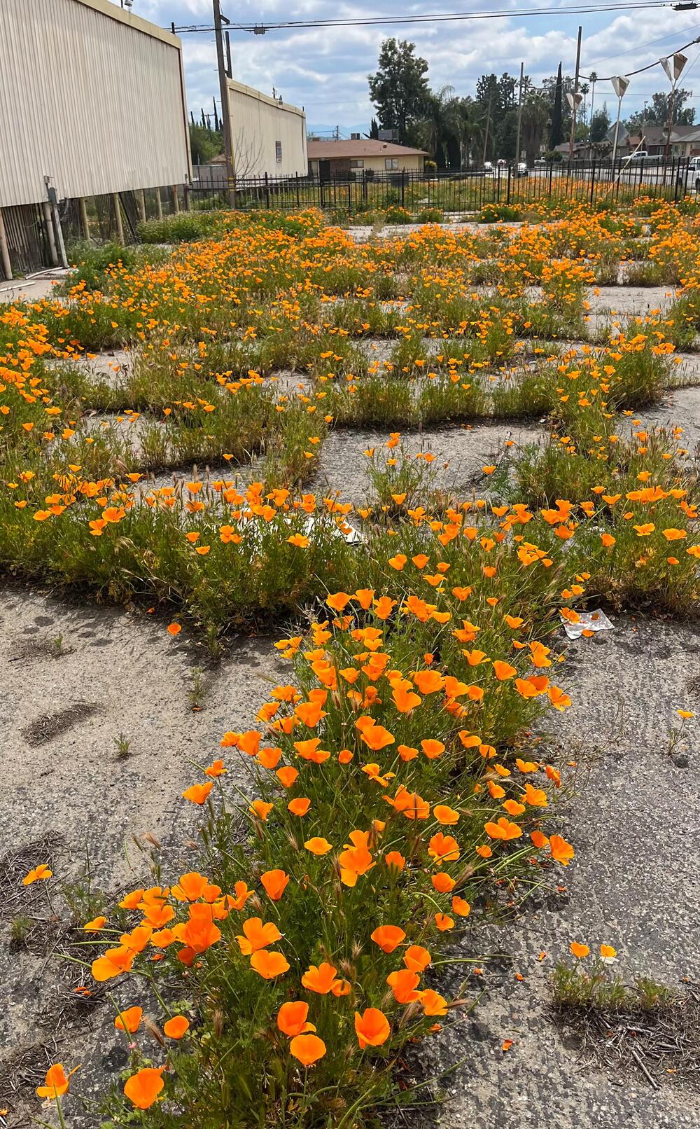 Bright orange poppies grow through cracks in an old, weathered parking lot, surrounded by industrial buildings and a fence under a partly cloudy sky.