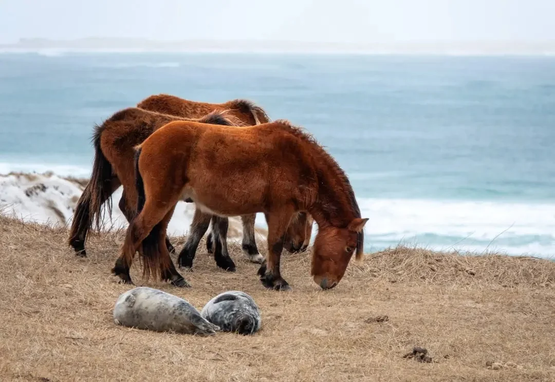 Two brown ponies graze on dry grass near two resting seals on a coastal cliff, with the ocean and distant shoreline visible in the background.