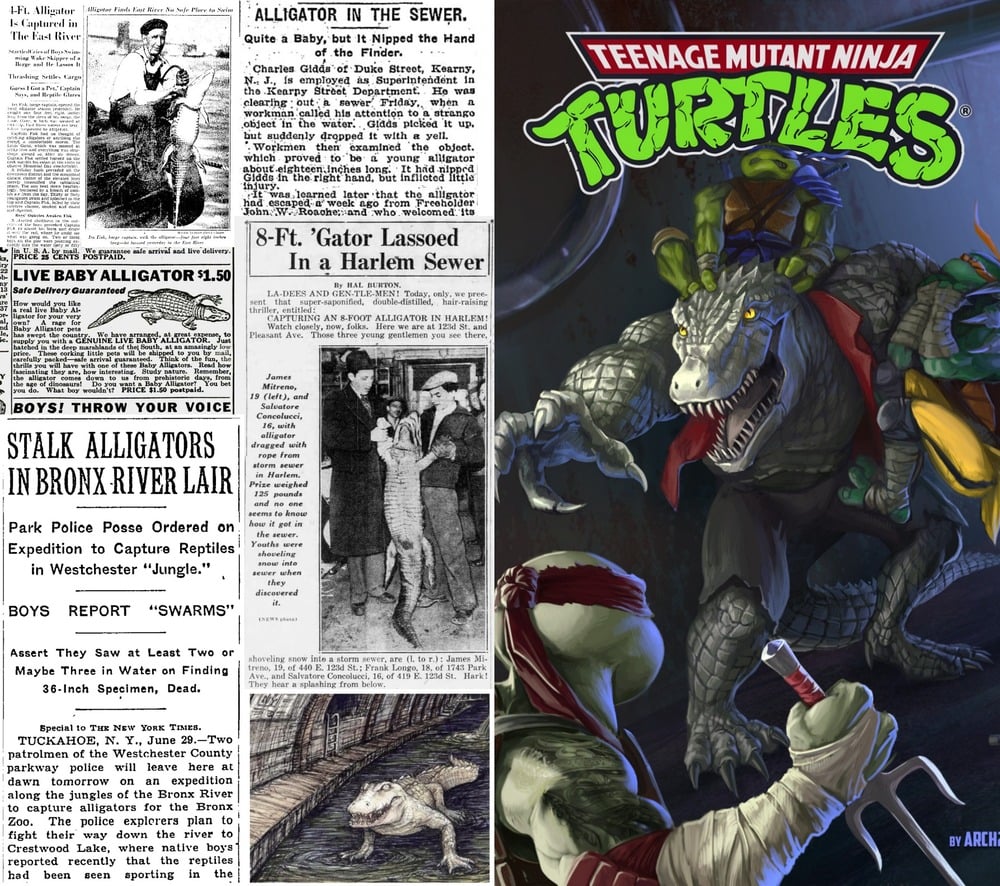 A collage with old newspaper clippings about alligators in New York and a Teenage Mutant Ninja Turtles comic cover featuring an alligator mutant in a sewer with the turtles preparing to fight.