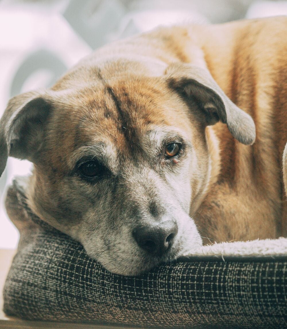 Senior dog resting indoors.