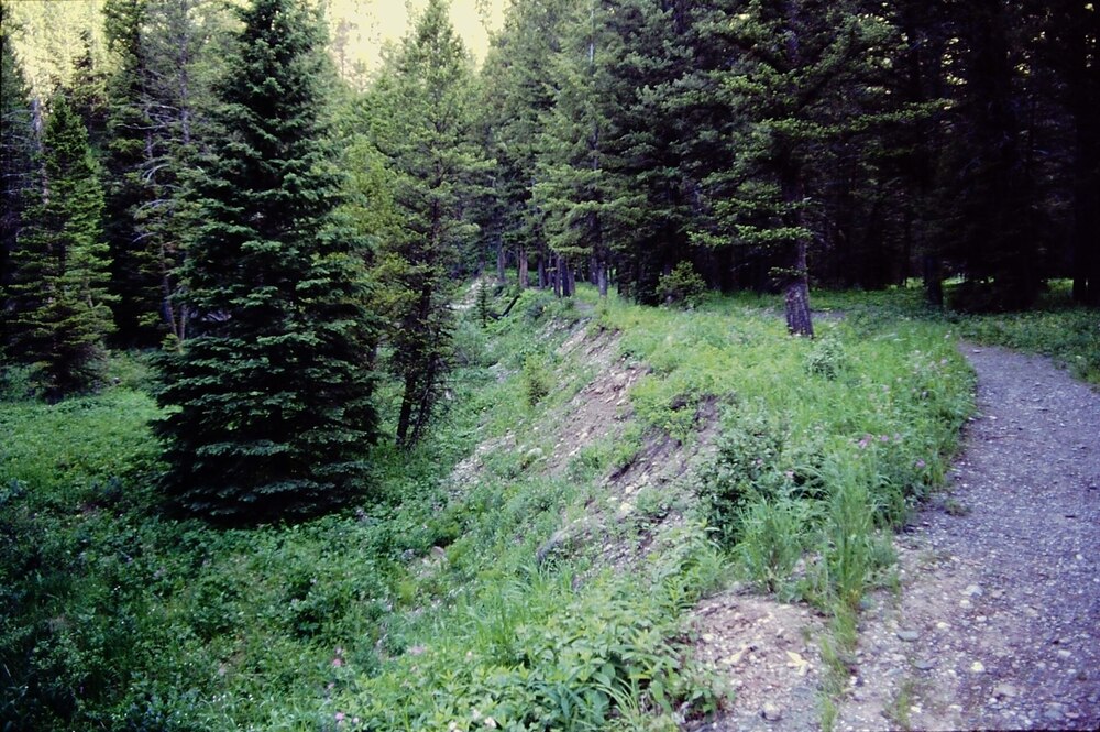 A dirt path curves through a lush, green forest with tall trees and dense undergrowth on a sunny day. The path runs along a small, sloping embankment.