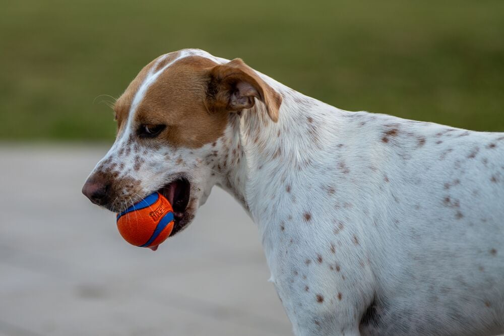 Spotted dog playing with a colorful ball outdoors.
