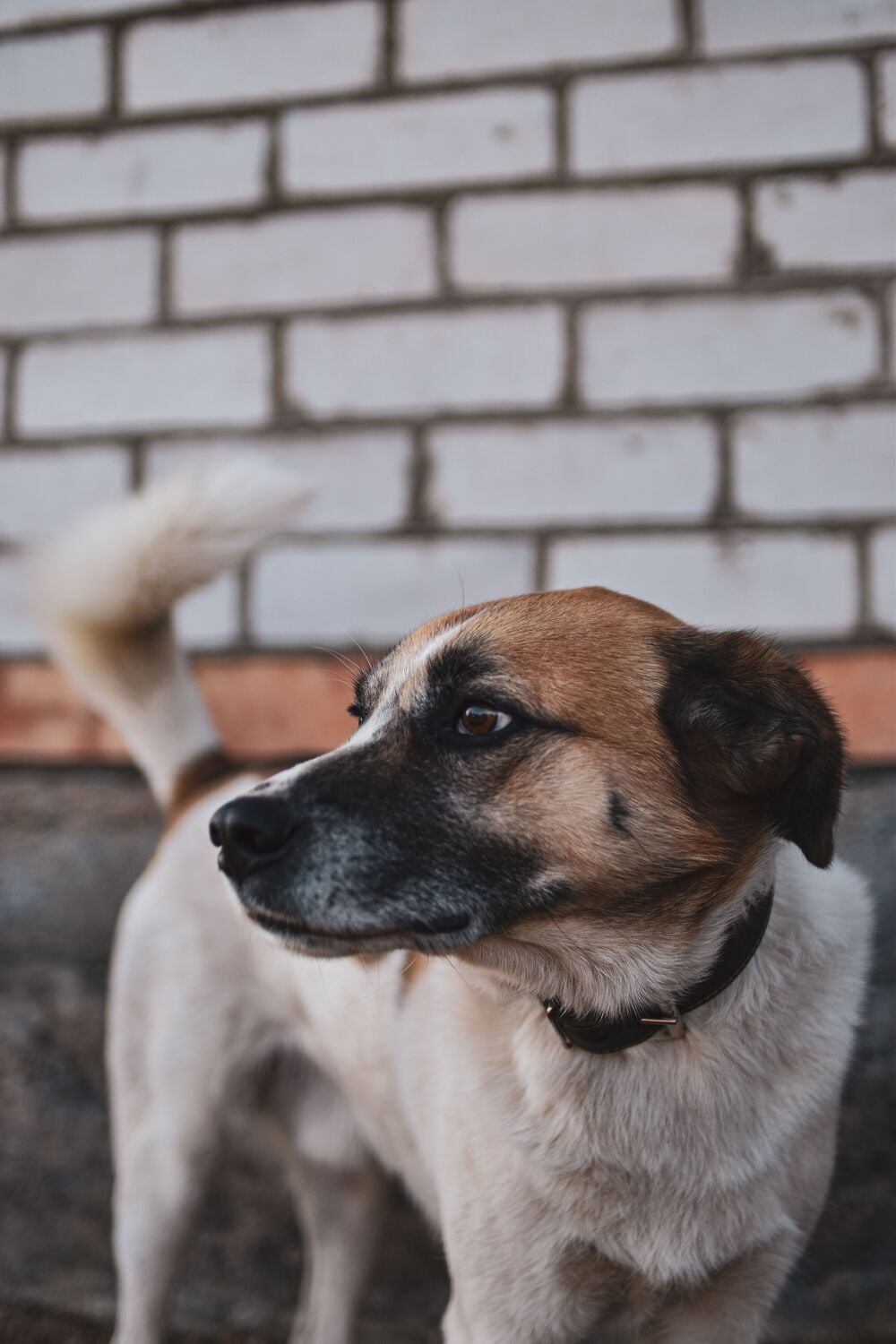 Dog standing outdoors with its tail visible.