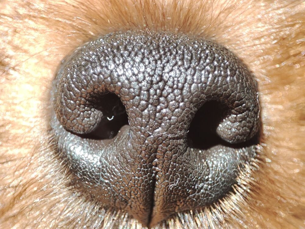 Close-up of a dog's nose.
