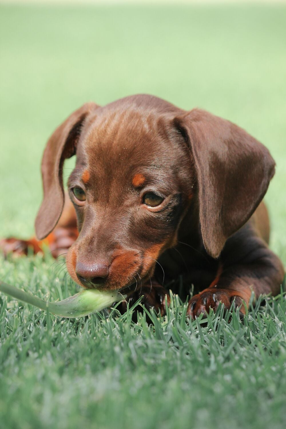 Puppy dachshund investigating a leaf in grass.