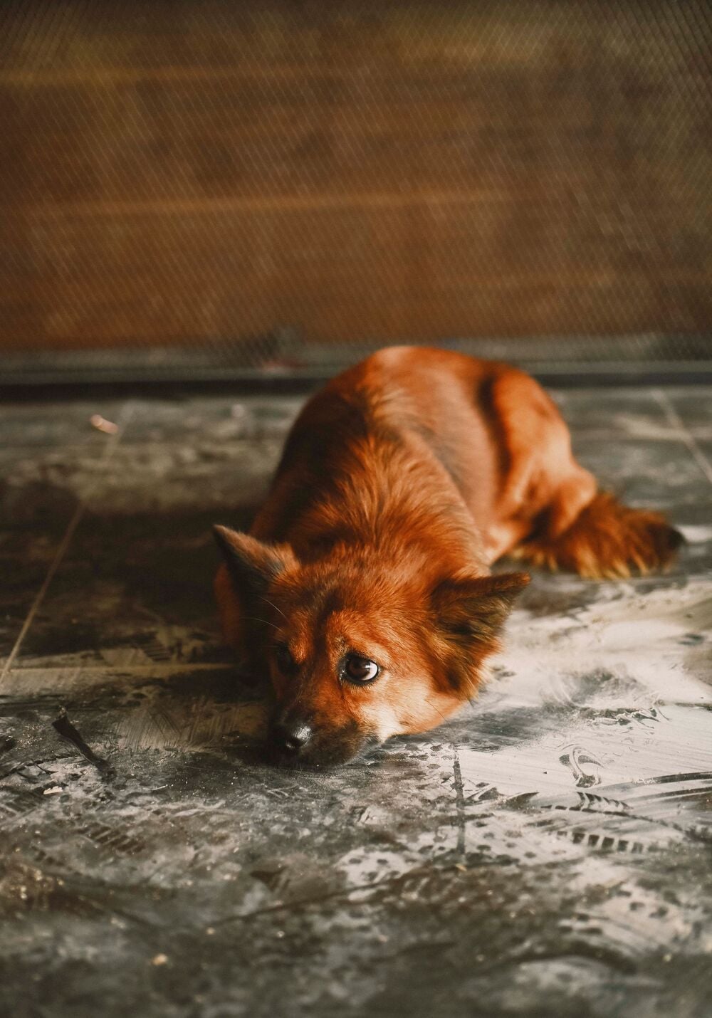 A subdued-looking brown dog resting indoors.