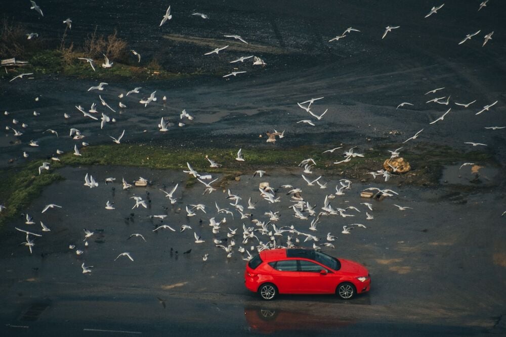 A flock of seagulls flies above and around a parked red car on a wet, empty lot with patches of green grass and scattered debris.