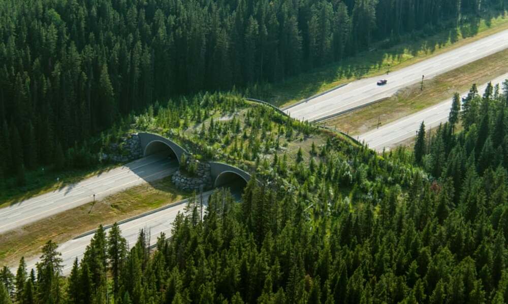 Aerial view of a forested wildlife overpass crossing a highway, surrounded by dense evergreen trees, with cars visible on the road.